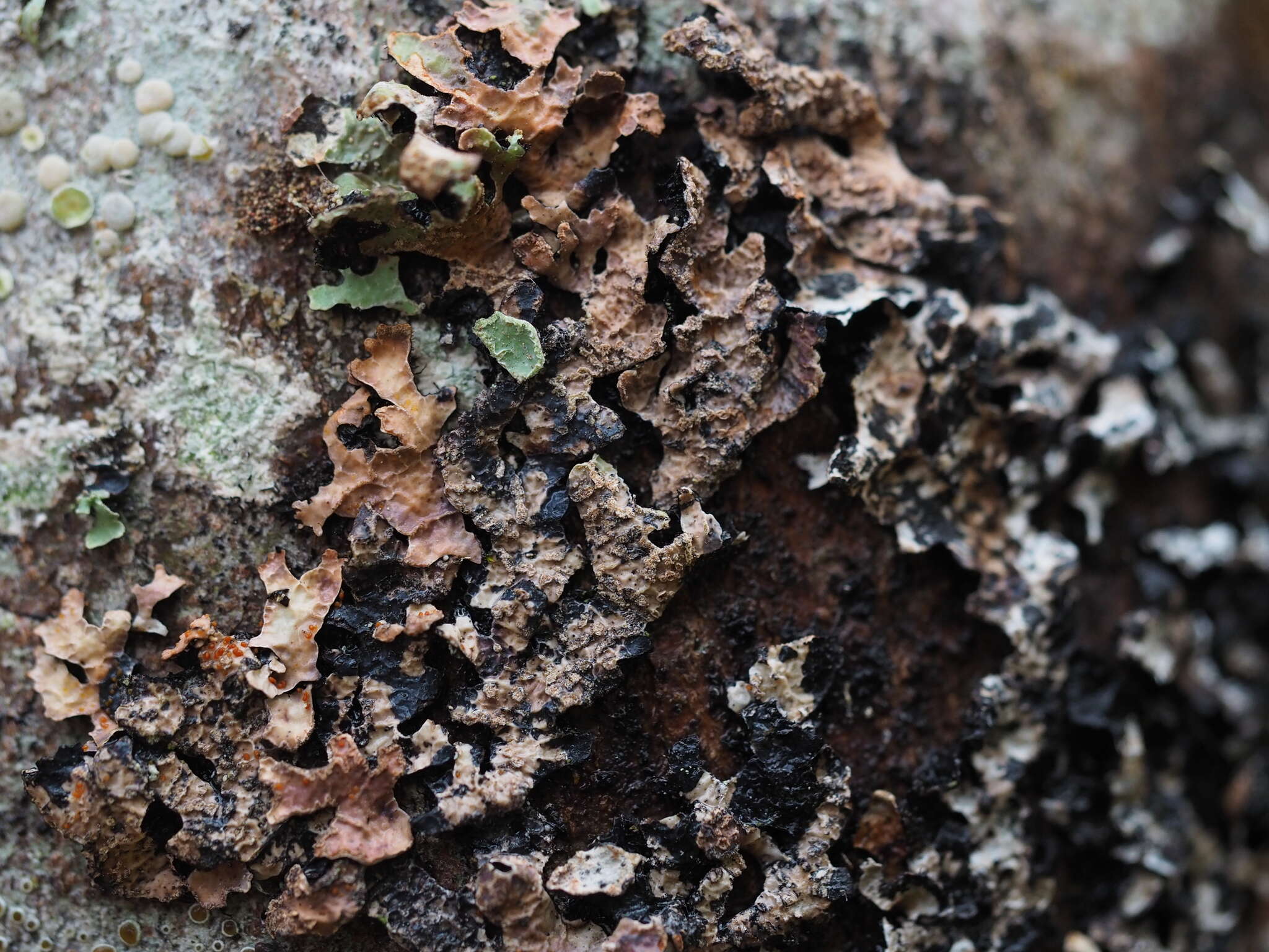 Image of Nectriopsis rubefaciens (Ellis & Everh.) M. S. Cole & D. Hawksw. 2001