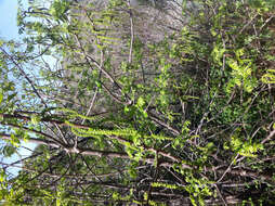 Image of Northern California Black Walnut