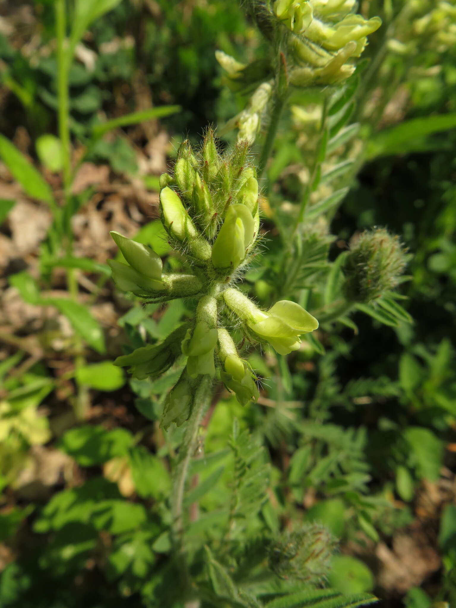 Oxytropis pilosa (L.) DC. resmi