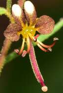 Image of Cleome violacea L.