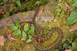 Protobothrops jerdonii (Günther 1875) resmi