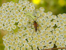 Image of Stenurella (Priscostenurella) bifasciata (Müller 1776)