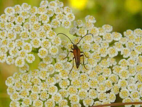 Imagem de Stenurella (Priscostenurella) bifasciata (Müller 1776)