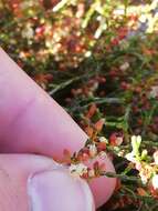 Image of Erica multiflexuosa E. G. H. Oliver