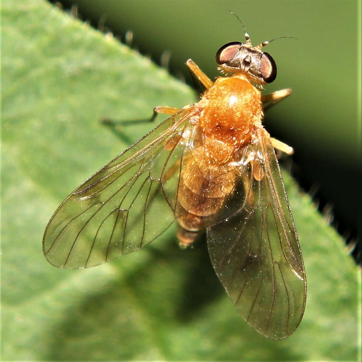 Image of Chrysopilus laetus Zetterstedt 1842