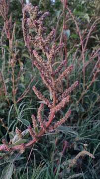 Image of Amaranthus quitensis Kunth