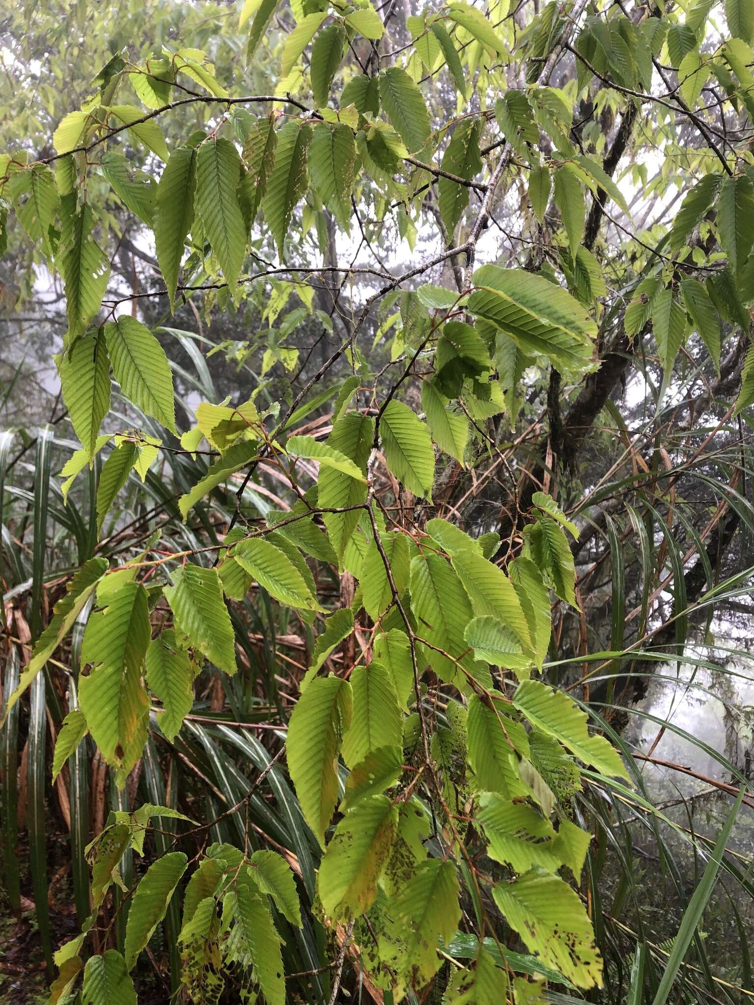 Слика од Carpinus rankanensis Hayata