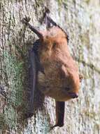 Image of Common Shaggy Bat