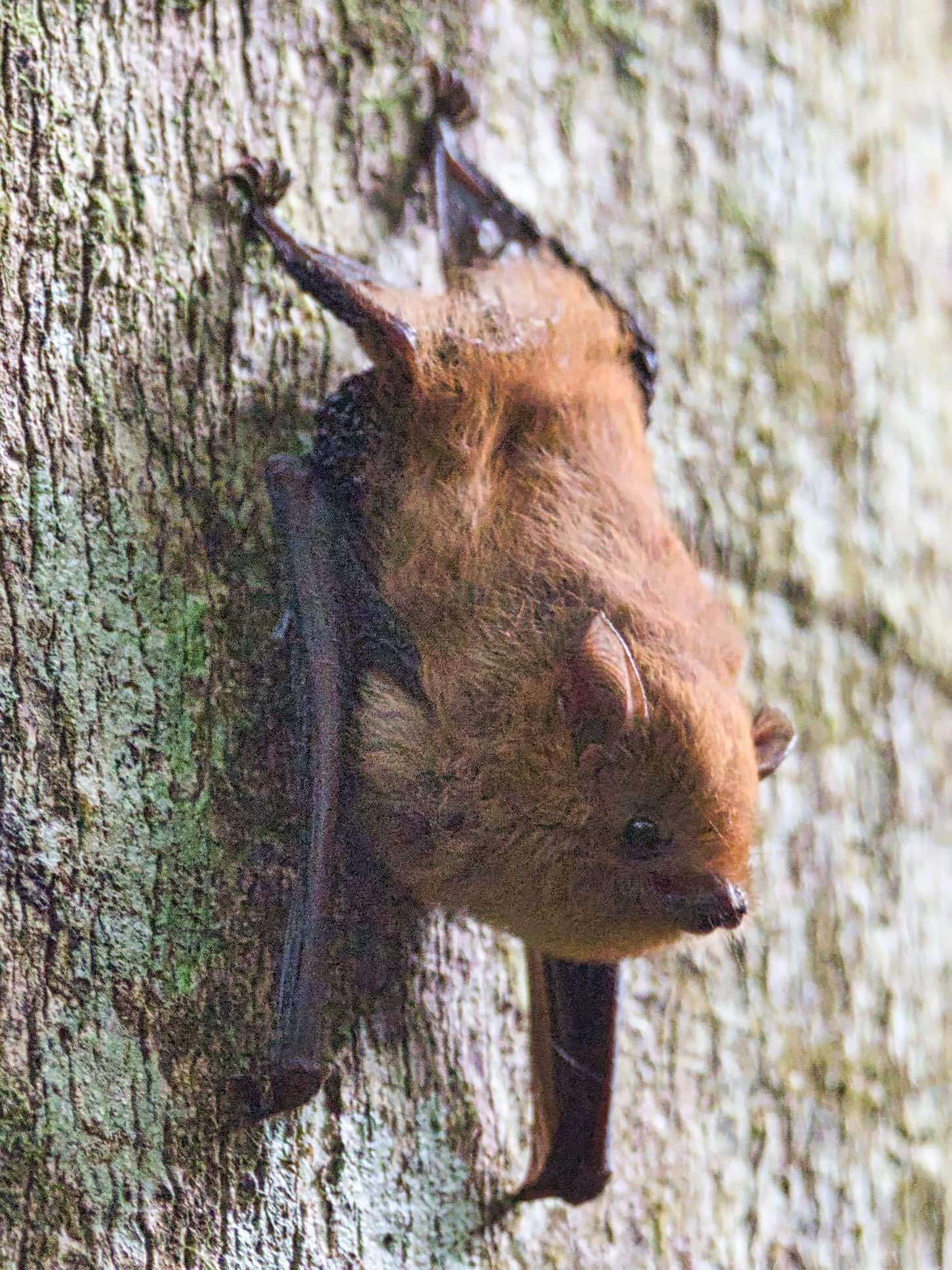 Image of Common Shaggy Bat