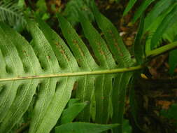 Image of rooting chainfern