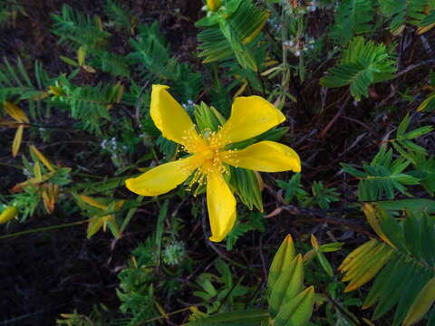 Image of Hypericum mysorense Heyne