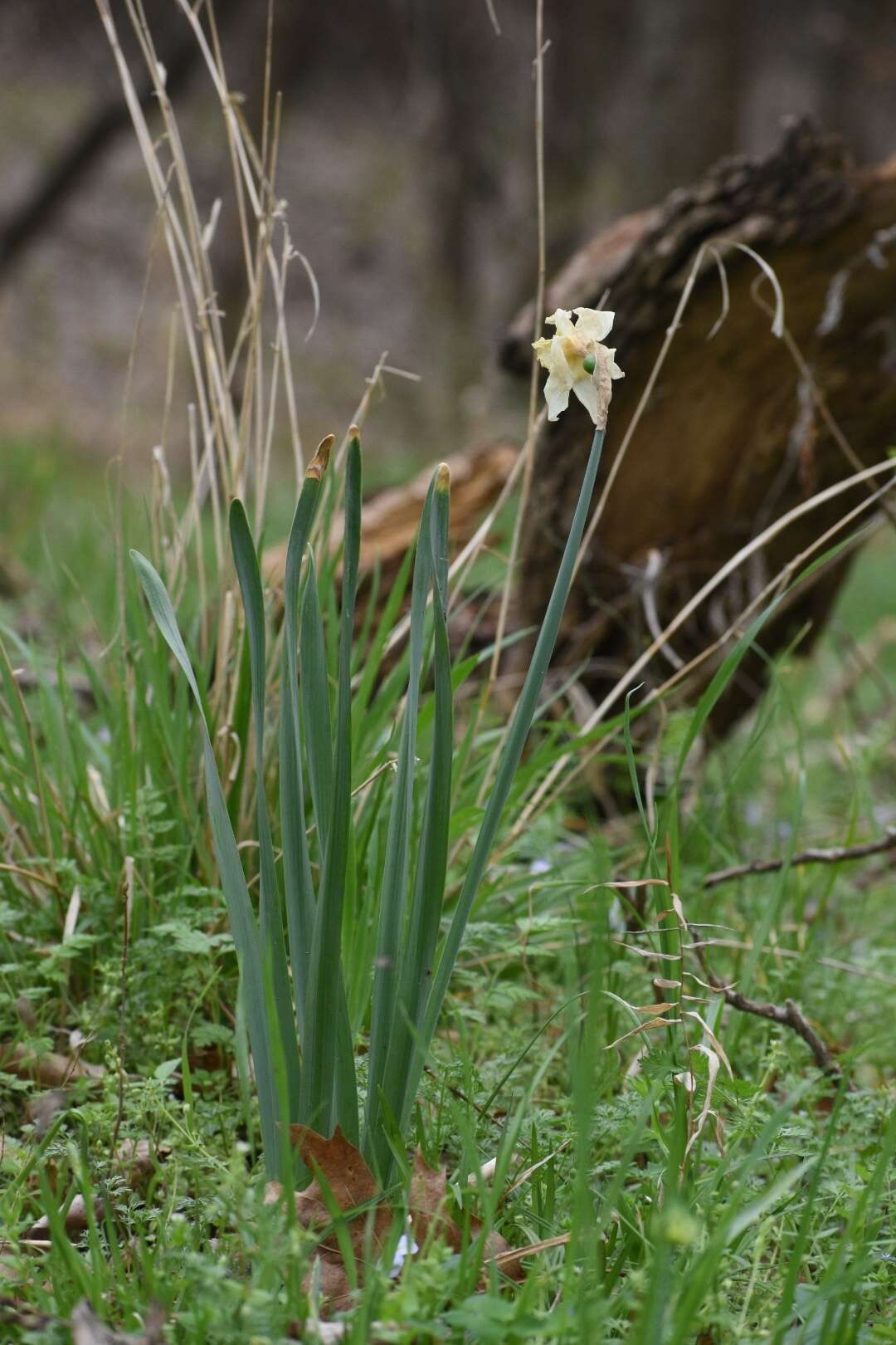 Narcissus incomparabilis Mill. resmi