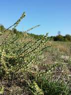 Image of Prickly Russian-Thistle