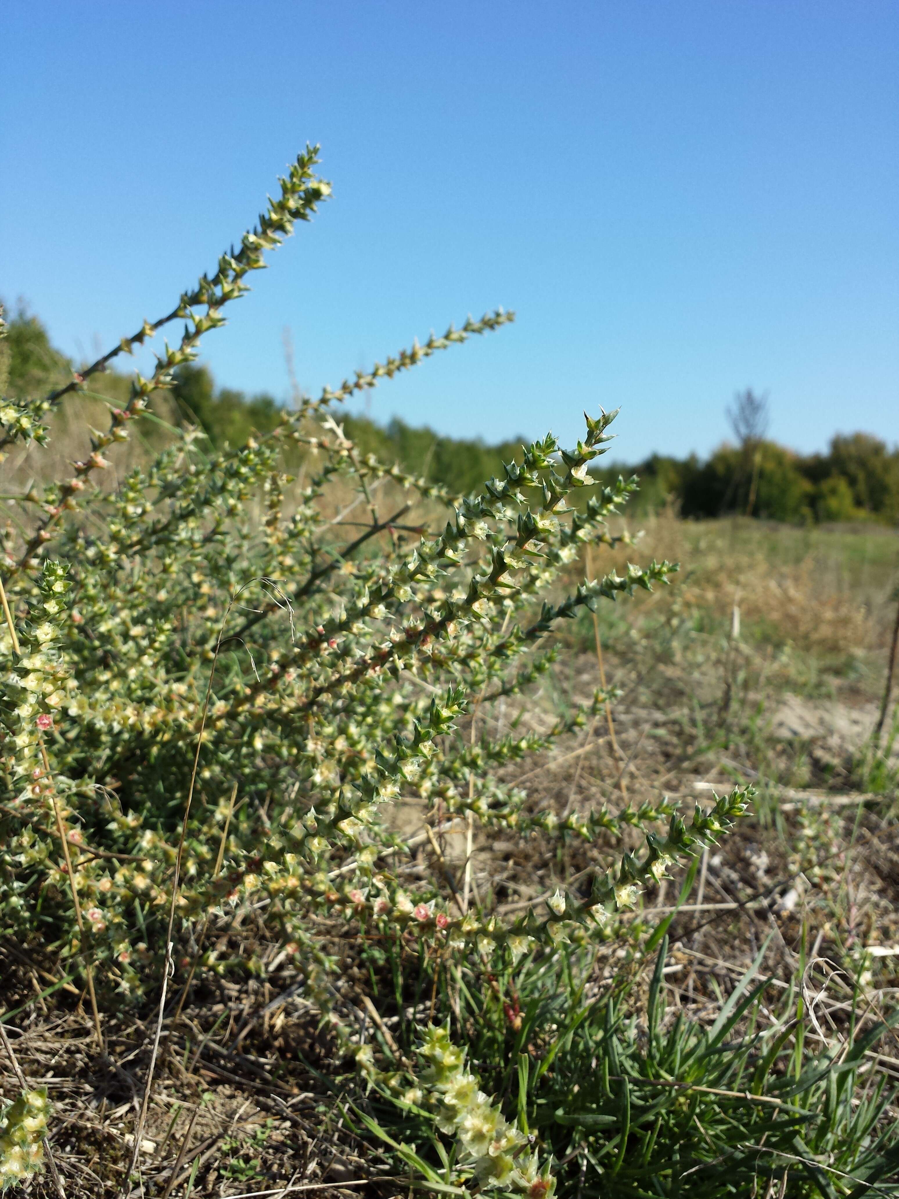 Image of Prickly Russian-Thistle