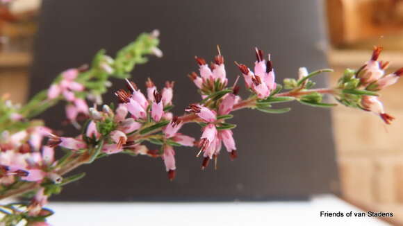 Image of <i>Erica <i>simulans</i></i> var. simulans