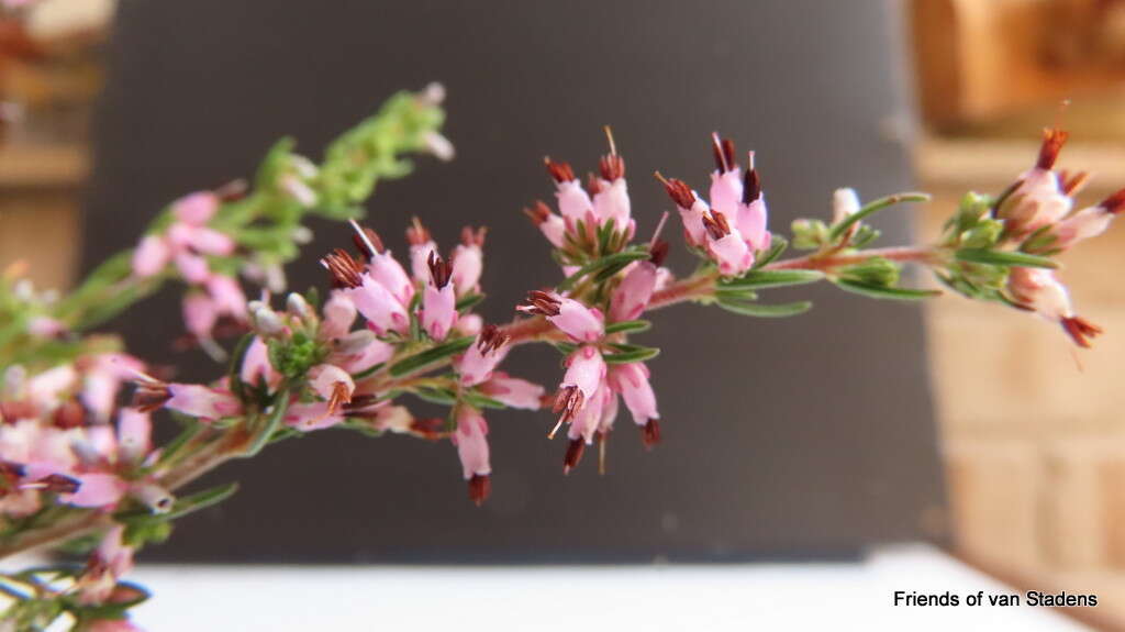 Image of <i>Erica <i>simulans</i></i> var. simulans