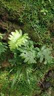 Polypodium cambricum subsp. macaronesicum (Bobrov) Fraser-Jenkins的圖片