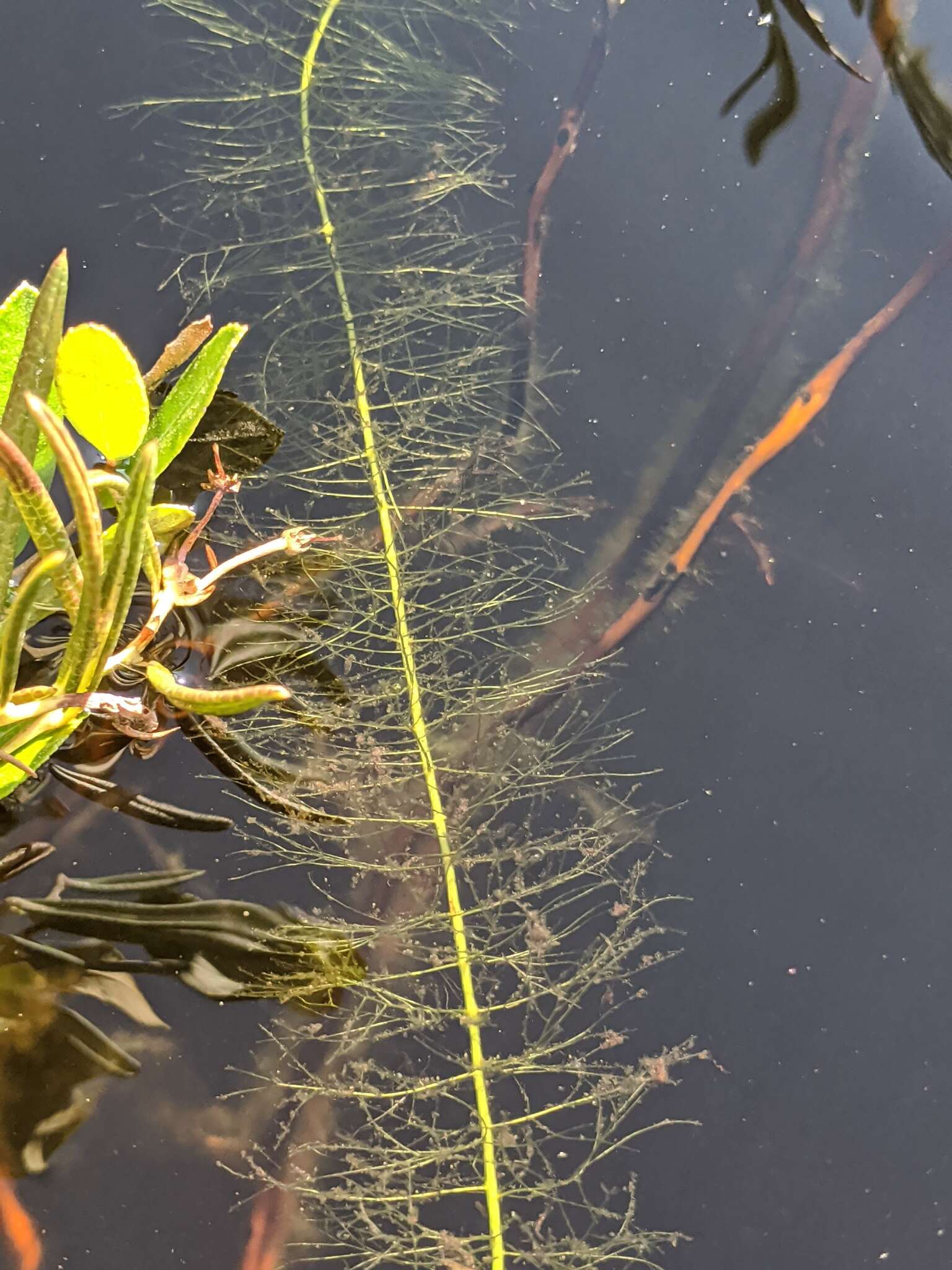 Image of Farwell's Water-Milfoil