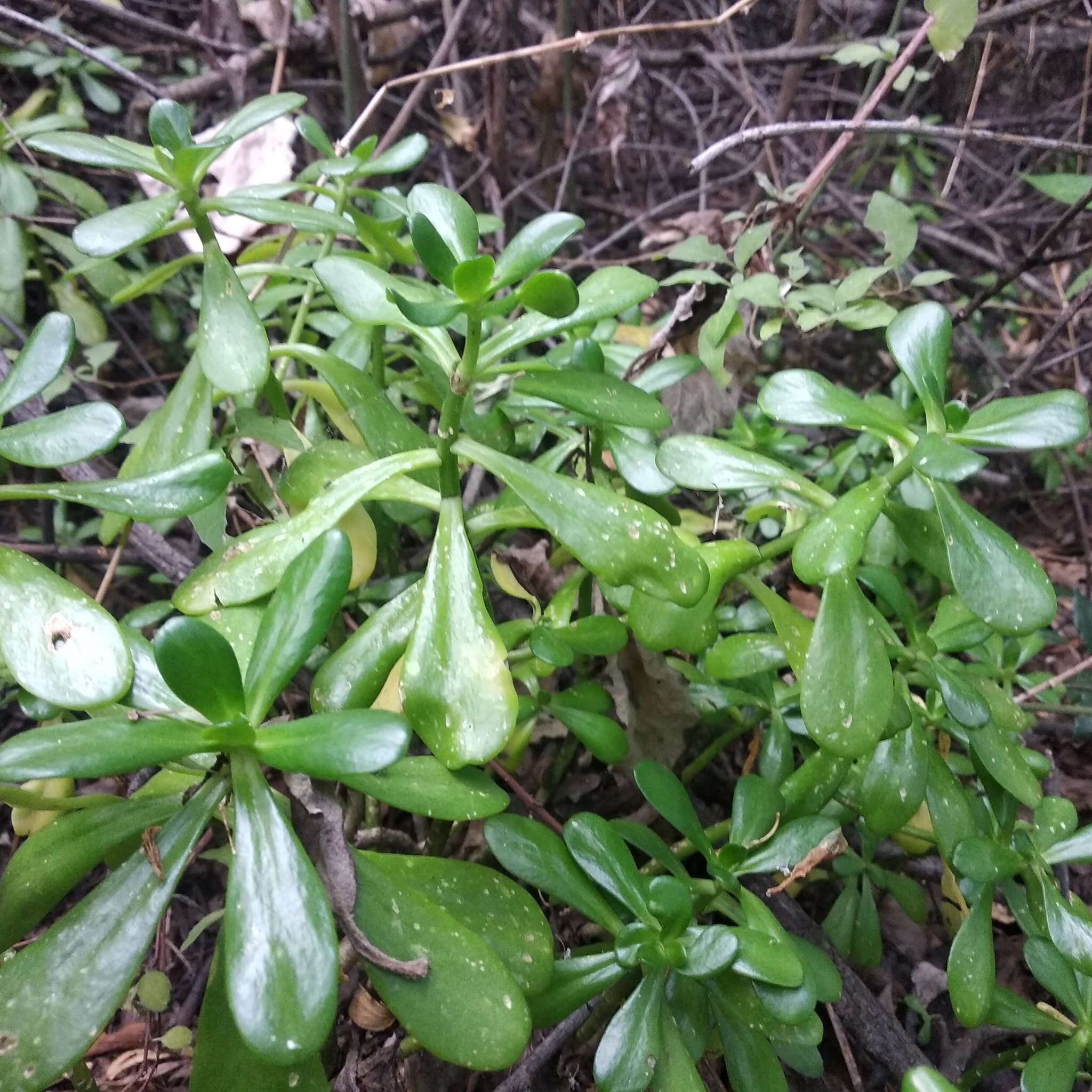 Image of tree stonecrop