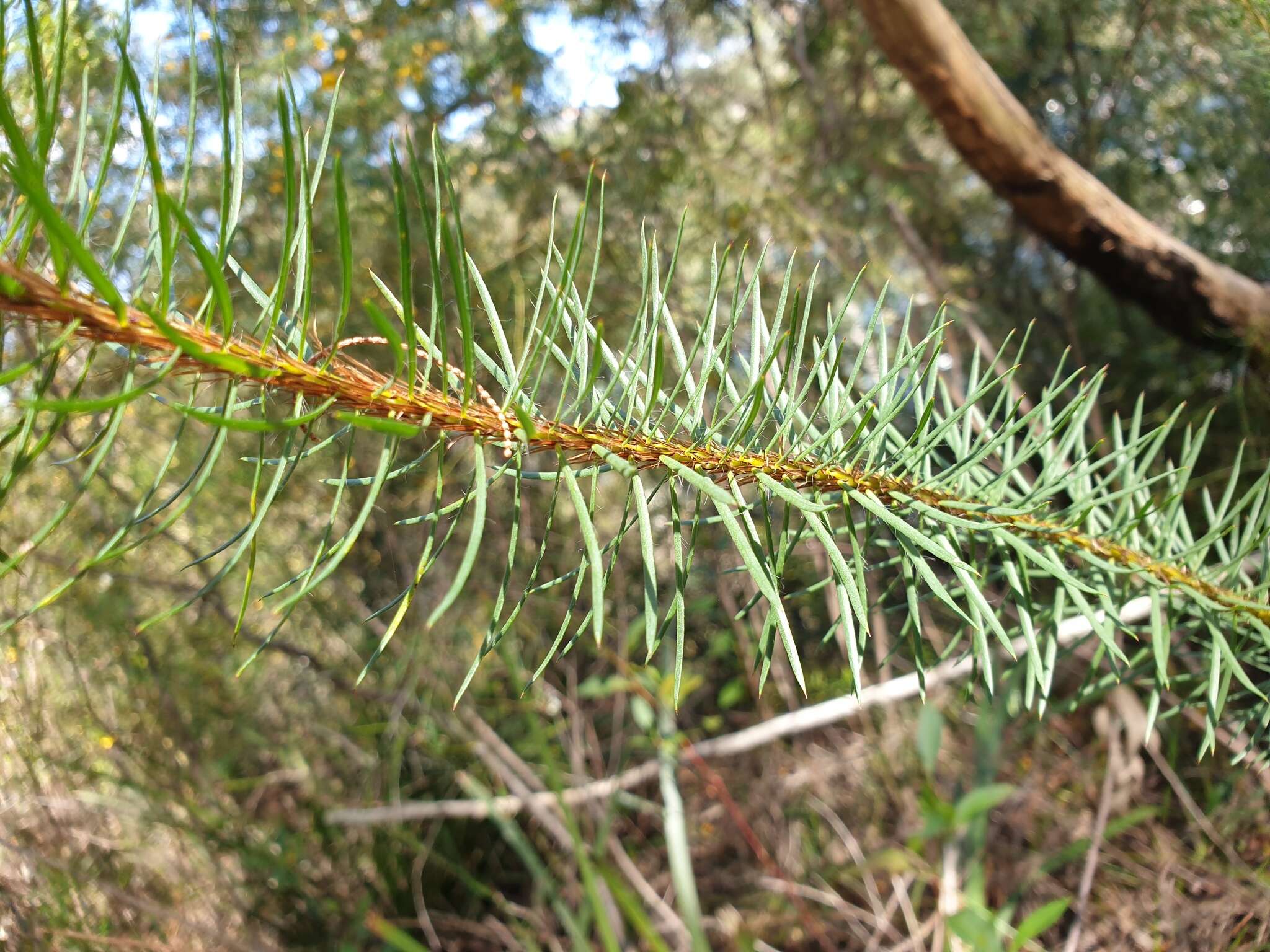 Image of Pultenaea stipularis Sm.