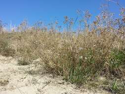 Image de Gypsophila fastigiata L.