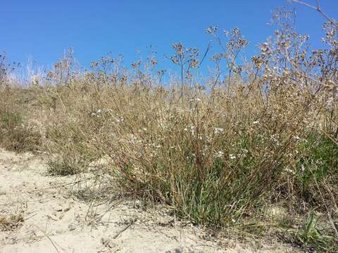 Image of Gypsophila fastigiata L.