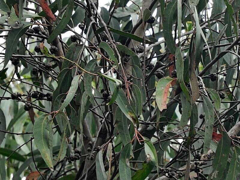 Image of blue-leaf stringybark