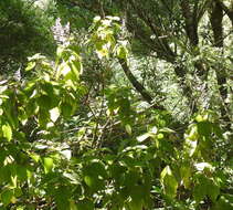 Image of Forest spur-flower