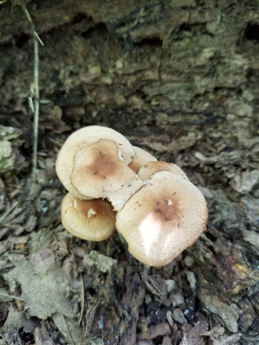 Image of Marasmius cystidiosus (A. H. Sm. & Hesler) Gilliam 1976