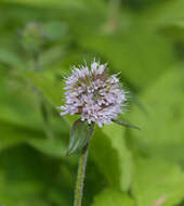 Image of Water Mint