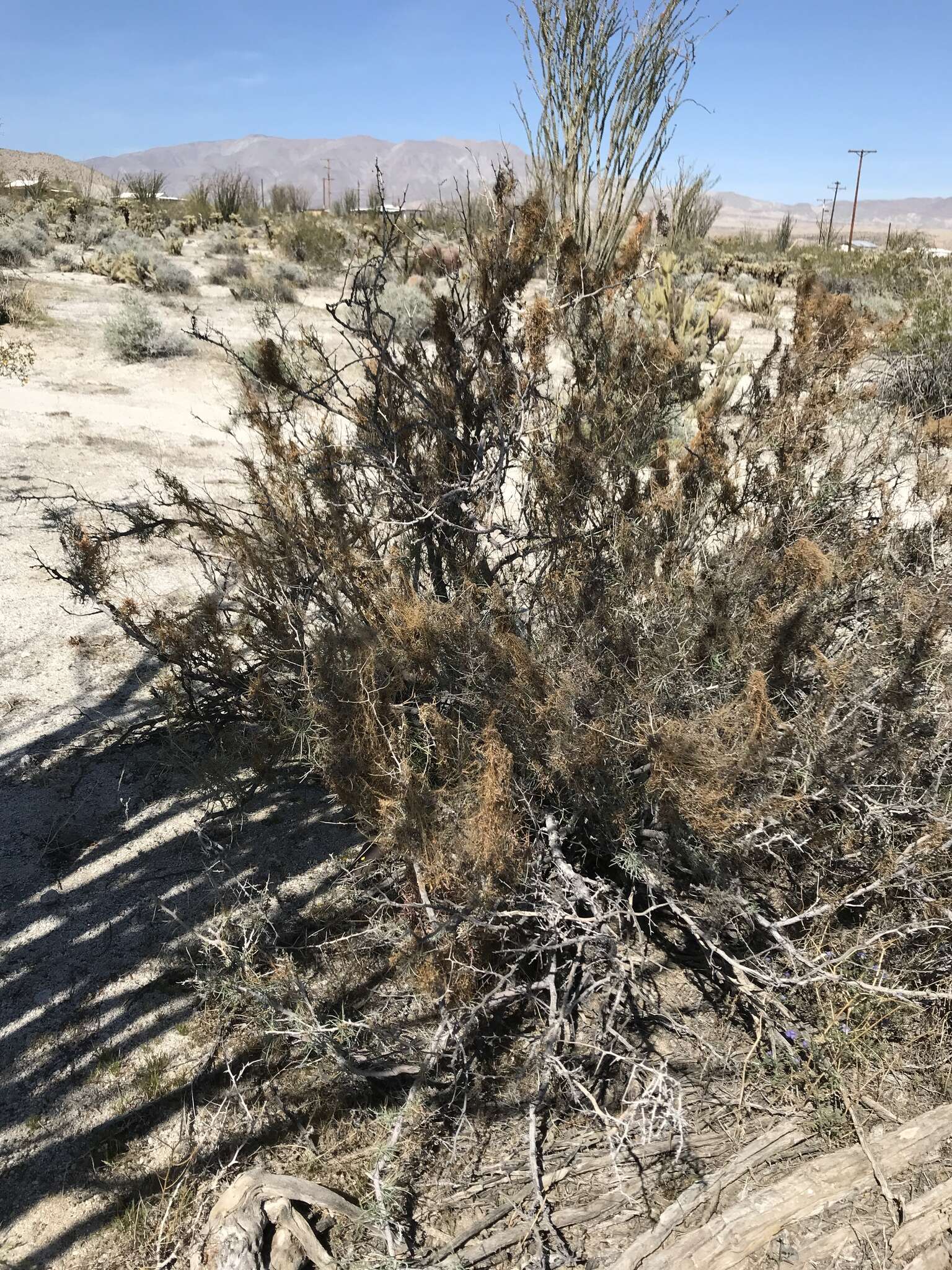 Image of <i>Cuscuta psorothamnensis</i>