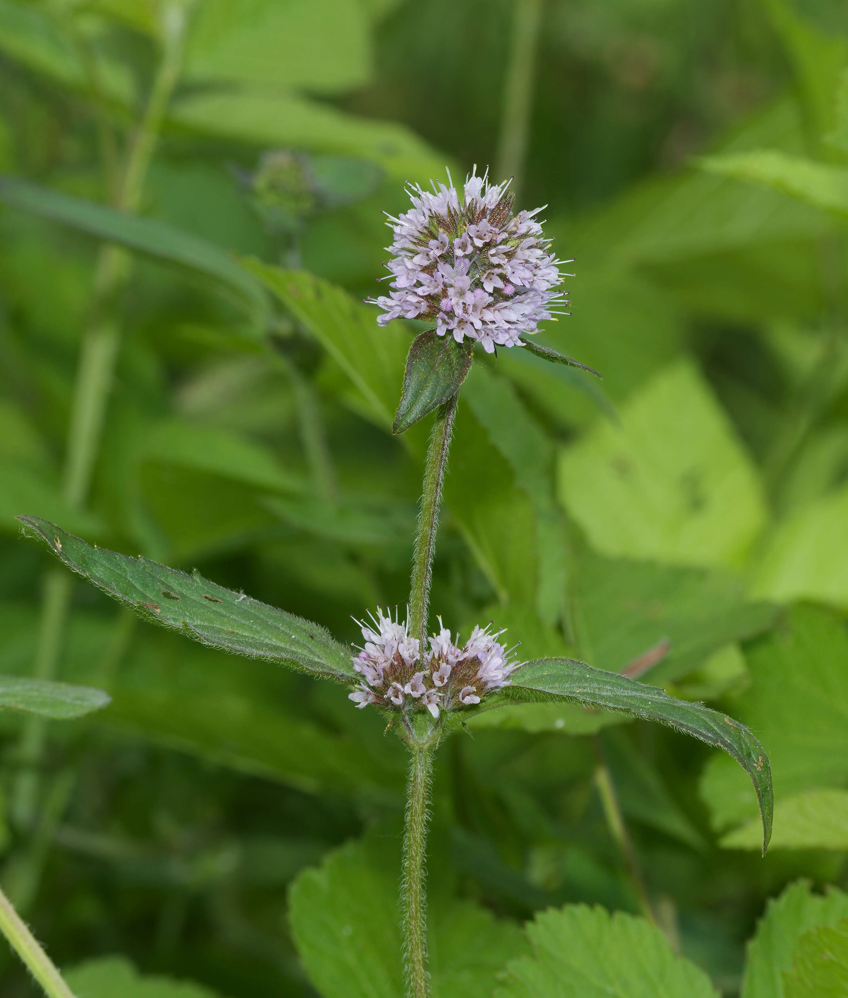 Image of Water Mint