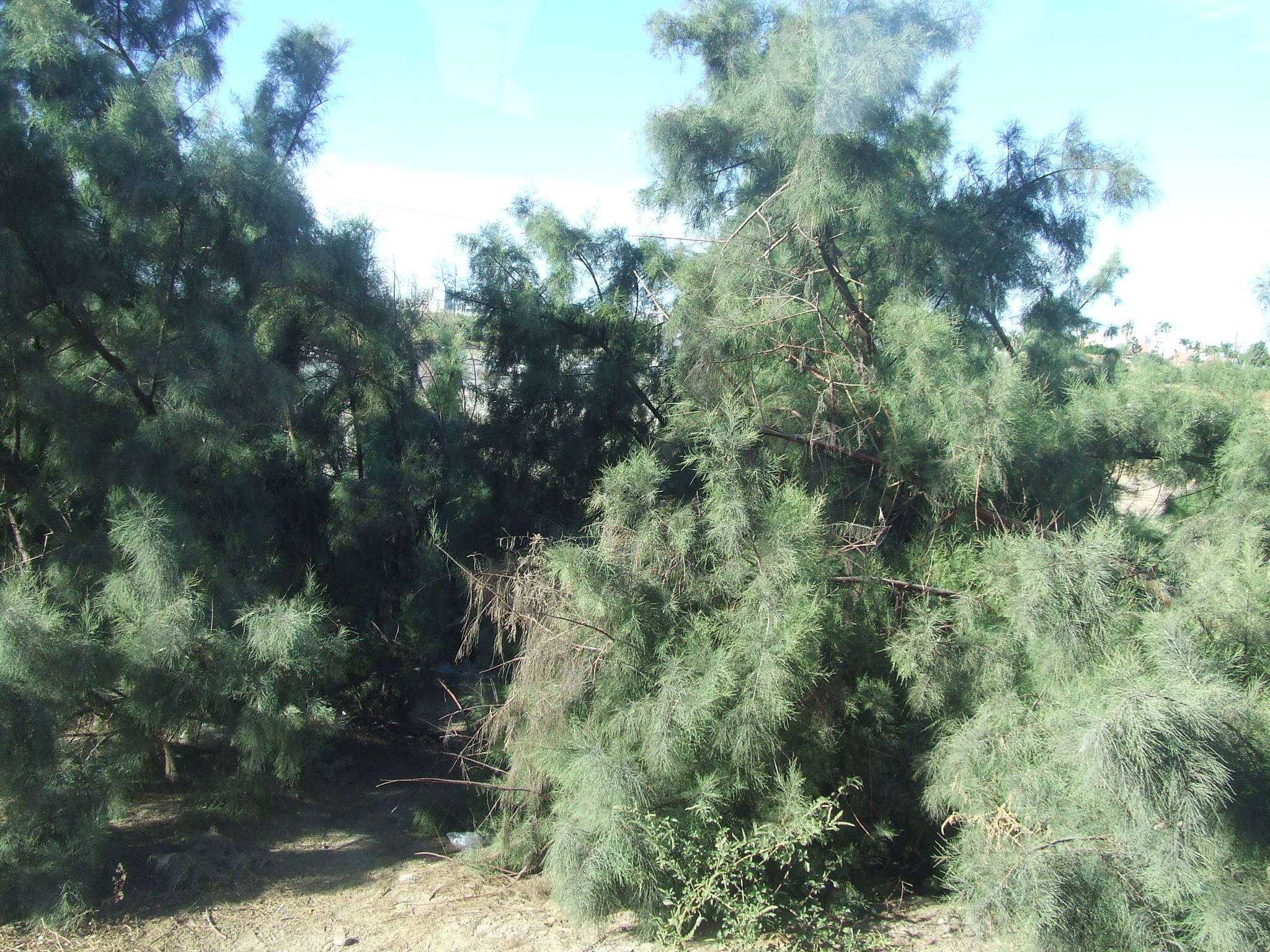 Image of Athel tamarisk