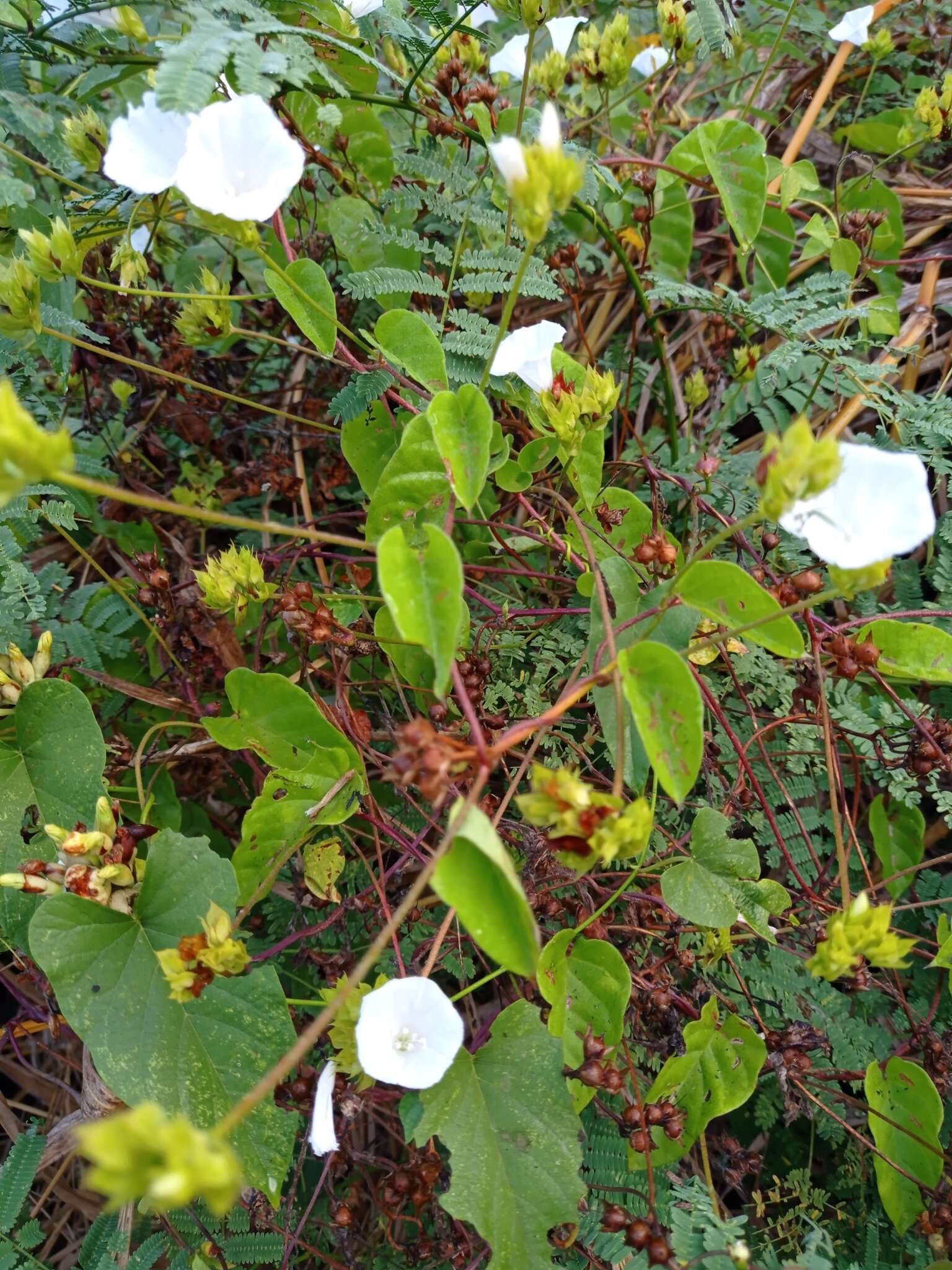 Image of Jacquemontia mexicana (Loes.) Standl. & Steyerm.