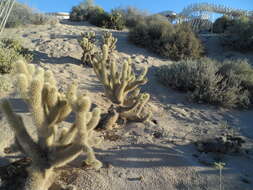 Image of teddybear cholla