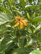 Gardenia mutabilis Reinw. ex Blume resmi