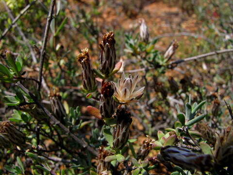 Image of Pteronia oblanceolata Phillips