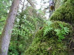 Image of licorice fern