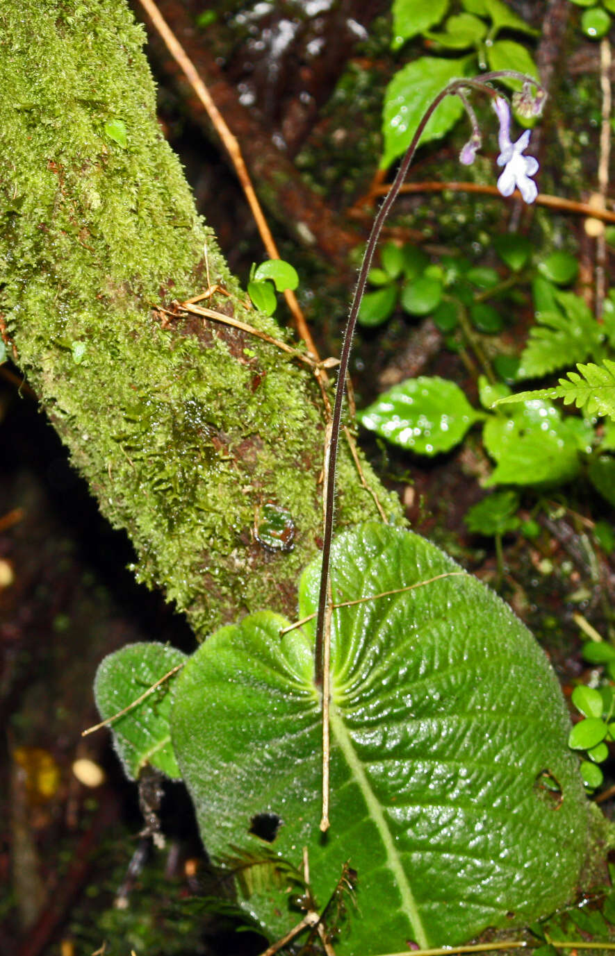 Image of Streptocarpus confusus subsp. confusus