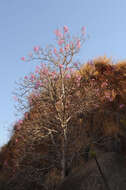 Image of Dichaetanthera cordifolia Baker