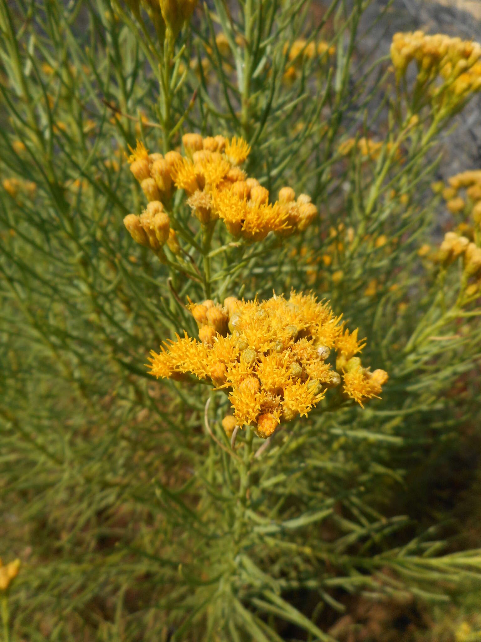 Imagem de Ericameria arborescens (A. Gray) Greene