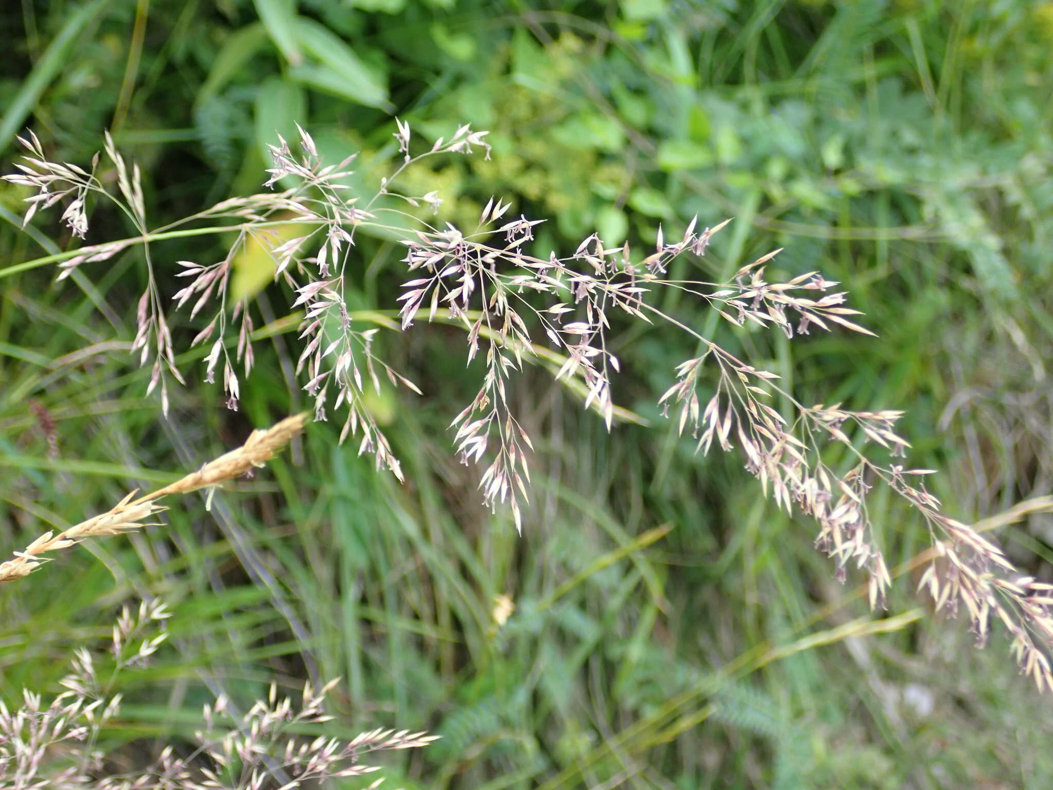 Image of Calamagrostis varia (Schrad.) Host