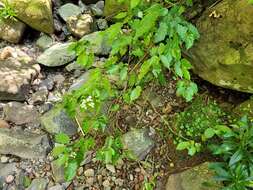 Image of Begonia catharinensis Brade