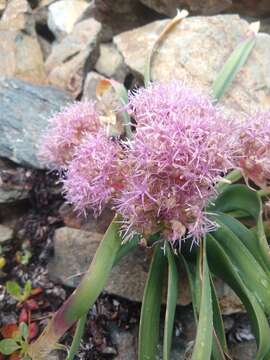 Image de Allium platycaule S. Watson