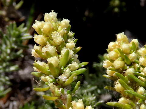 Image of Trichogyne repens (L.) A. A. Anderberg