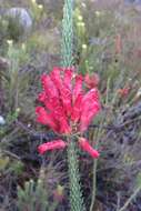 Image of Erica regia subsp. mariae (Guthrie & Bolus) E. G. H. Oliv. & I. M. Oliv.