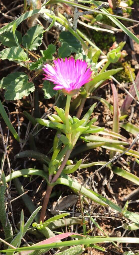 صورة Cephalophyllum diversiphyllum (Haw.) N. E. Br.