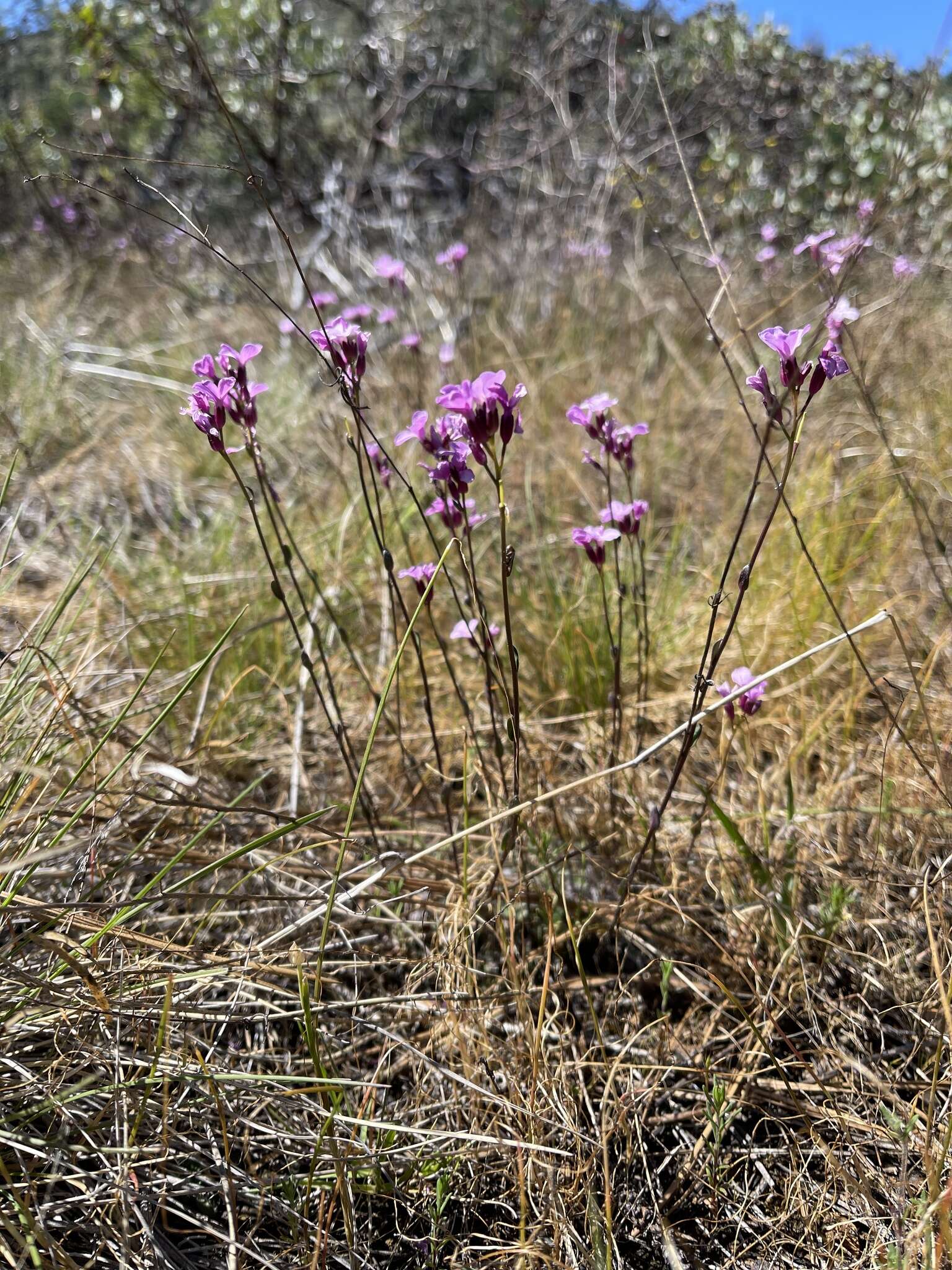 Слика од Arabis aculeolata Greene