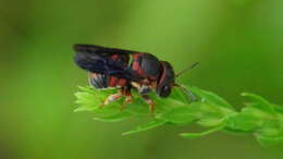 Imagem de Anthidiellum notatum rufimaculatum Schwarz 1926