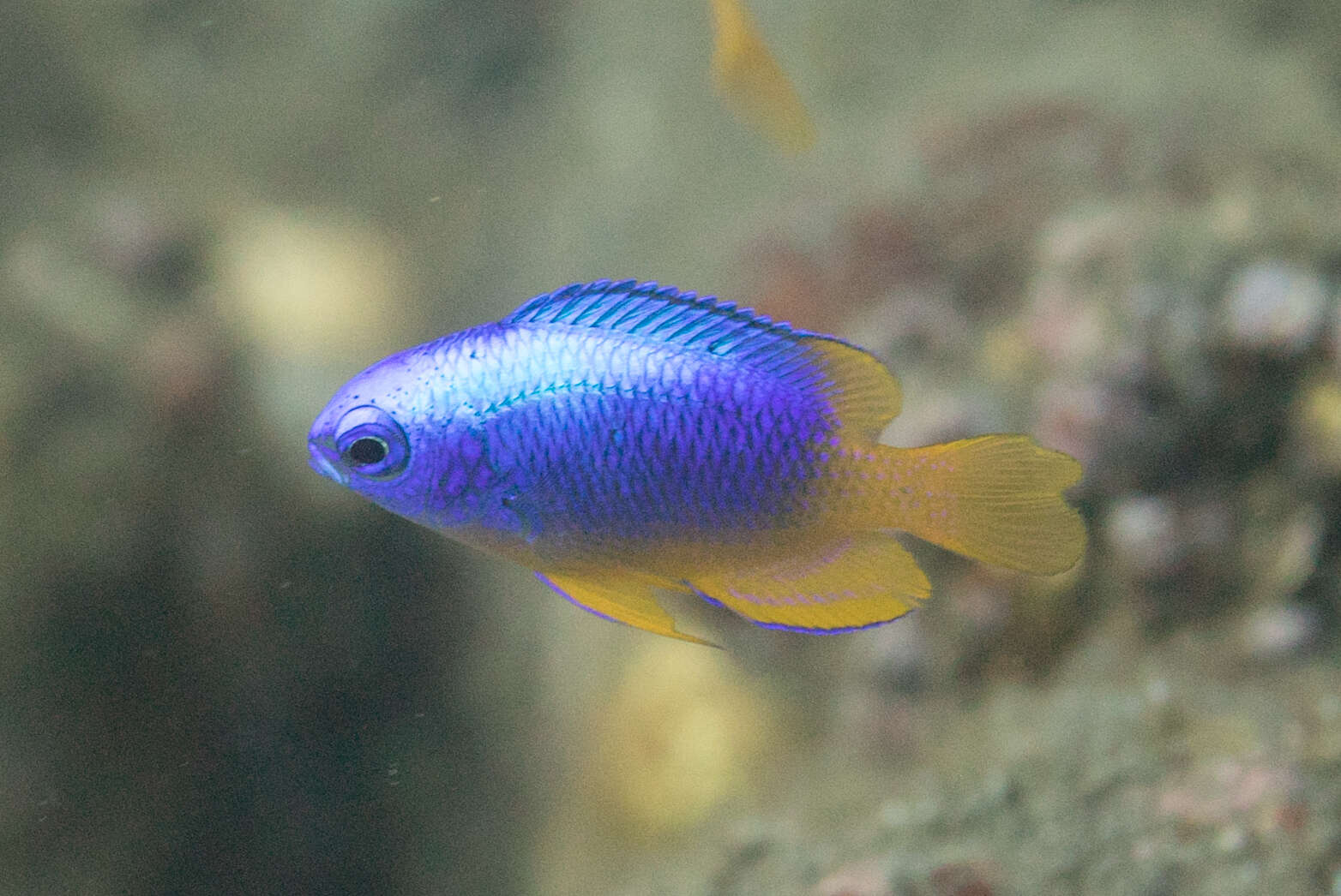 Image of Blue damsel